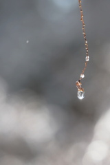 Suncatcher*