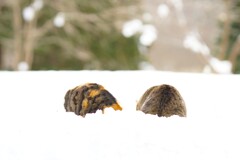 虎パンの鬼っこたち*