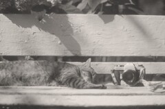 film・日々是カメラ*