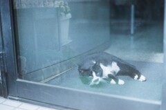 film・理容室の猫*