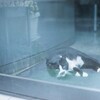 film・理容室の猫*