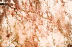 film・桜花抄*