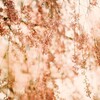 film・桜花抄*
