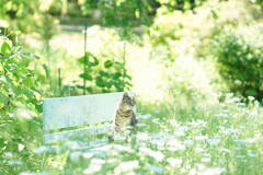 The Secret Garden*