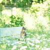 The Secret Garden*