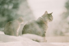 film・Winter Dream*