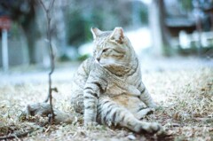 film・九品仏の猫と*