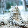 film・九品仏の猫と*