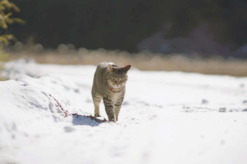 春の雪*
