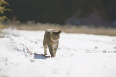 春の雪*