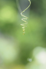 今日も雨です*