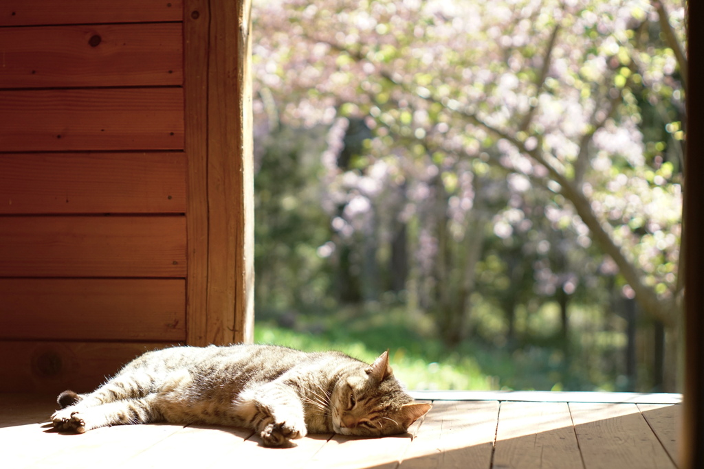 Spring Can Really Hang You Up the Most*