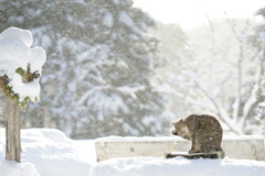 Snow Shower☃︎*