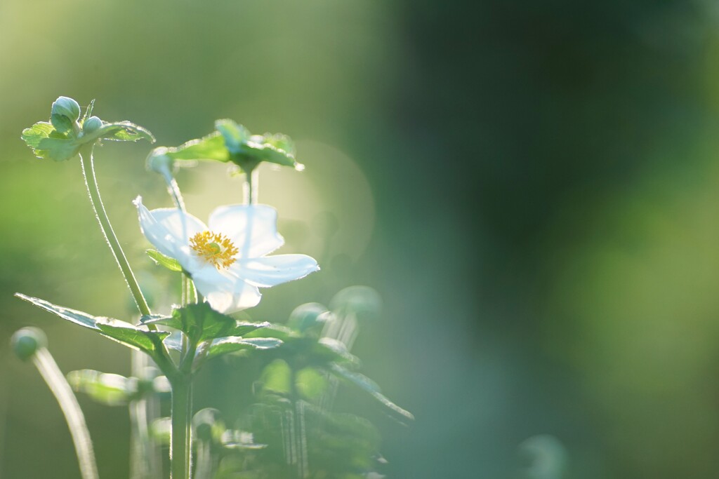 最初のひと花*