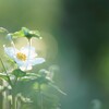 最初のひと花*