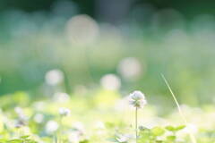 花の首飾り*