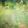 film・花閉じる時*