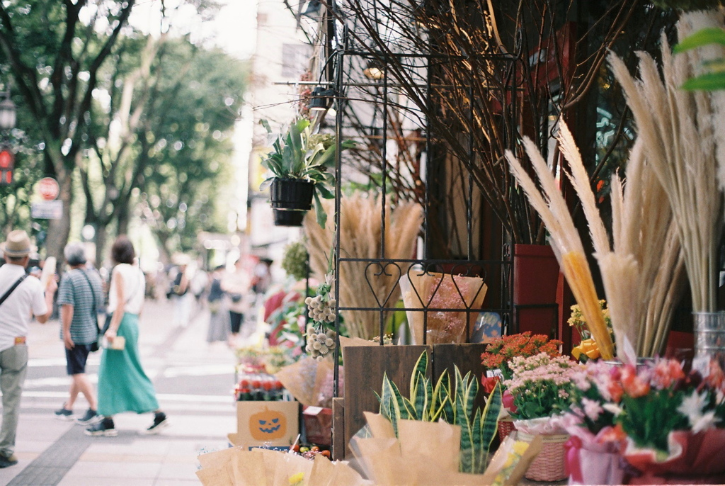 film・Fall is coming*