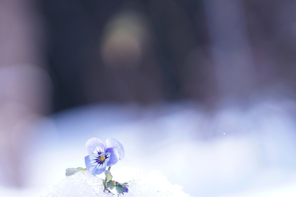 Wintertime*