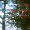 film・Sasanqua*