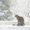 白く舞う世界 ☃︎*