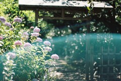 film・Water the flowers*