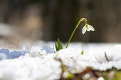 Spring Ephemeral*