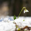 Spring Ephemeral*