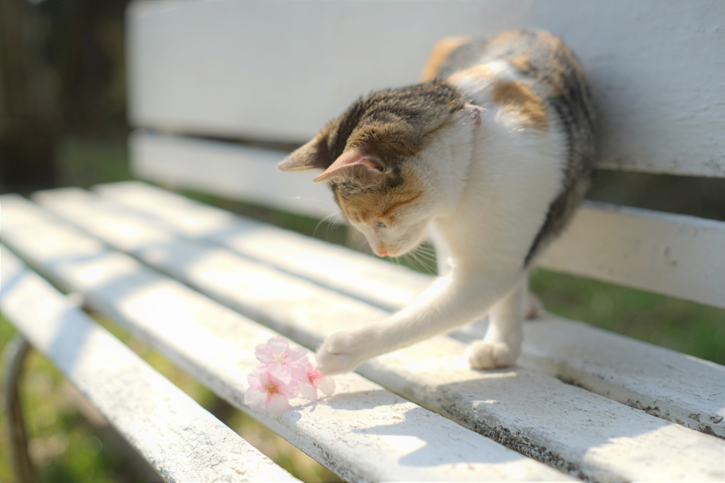 はじめての*