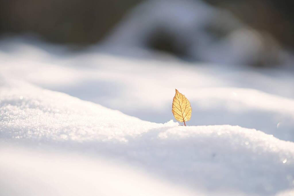 雪下のアナベルの葉よ*