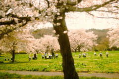 film・桜の風に乗って*