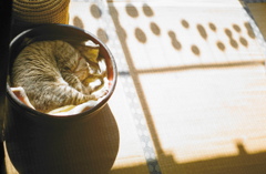 film・Dried persimmons*