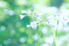 Summer Breeze*
