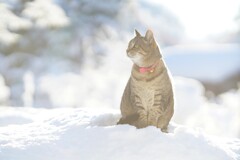 Winter Birdsong*