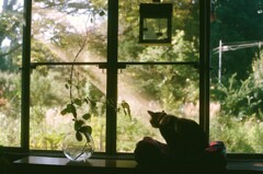 film・窓辺のアケビ*