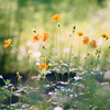film・Golden cosmos*
