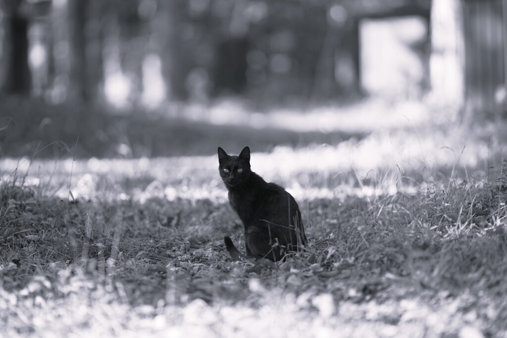 黒い猫の歌*