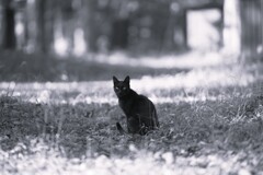 黒い猫の歌*