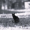 黒い猫の歌*