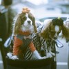 film・Cavalier King Charles Spaniel*