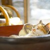 おつかれさま*