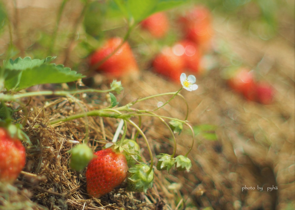 Strawberry Fields Forever*