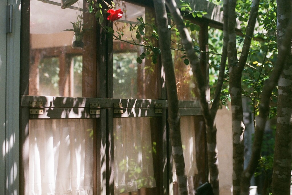 film・One Rose*
