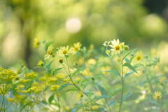 Yellow Garden*