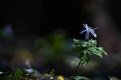 Spring is here*
