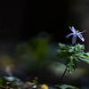 Spring is here*