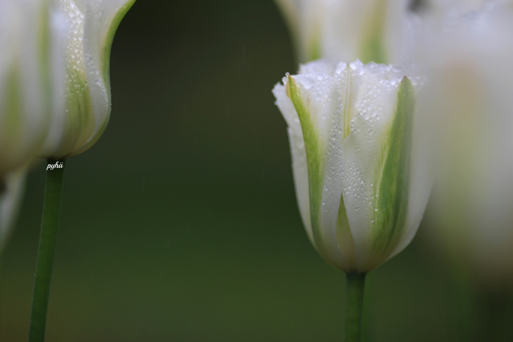 Flowers Never Bend with the Rainfall*