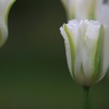 Flowers Never Bend with the Rainfall*