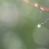 January Rain*