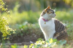輪郭は白く光り*